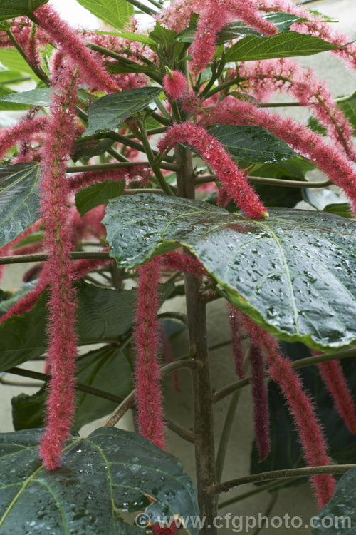 Red Hot Cat's Tail (<i>Acalypha hispida</i>), a long-flowering evergreen shrub that grows to around 4m tall, with floral catkins to 50cm long. It is native to New Guinea and Malaysia, and outside the tropics it is usually seen as a house or greenhouse plant. Order: Malpighiales, Family: Euphorbiaceae