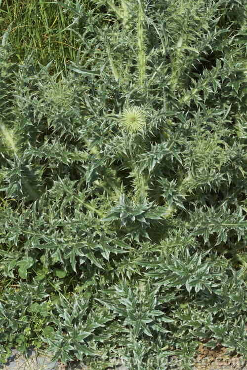 Nodding Thistle or Musk Thistle (<i>Carduus nutans</i>), a biennial thistle native to Eurasia but now a widespread weed in many temperate and subtropical areas of both hemispheres. It can grow to as much as 15m tall, is spiny all-over and the flowerheads are usually nodding, though they can be held horizontal or semi-erect. Order: Asterales, Family: Asteraceae