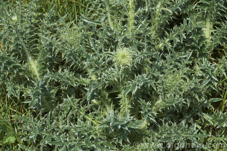 Nodding Thistle or Musk Thistle (<i>Carduus nutans</i>), a biennial thistle native to Eurasia but now a widespread weed in many temperate and subtropical areas of both hemispheres. It can grow to as much as 15m tall, is spiny all-over and the flowerheads are usually nodding, though they can be held horizontal or semi-erect. Order: Asterales, Family: Asteraceae