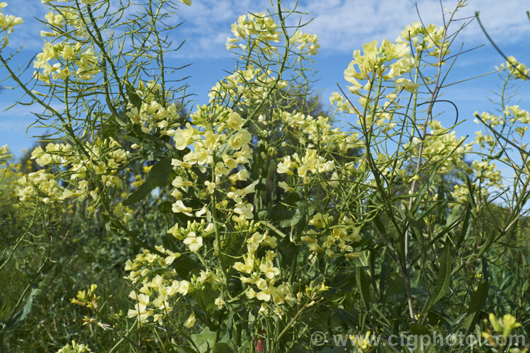 Wild Cabbage (<i>Brassica oleracea subsp. oleracea</i>), the natural form of the plant that has been developed into the common brassica crops, cabbage, cauliflower, Brussels sprouts, broccoli, kale and kohl rabi. Order: Brassicales, Family: Brassicaceae