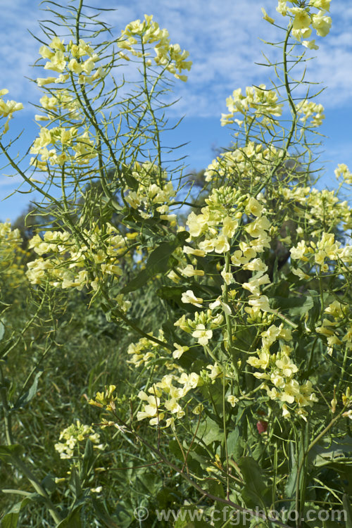 Wild Cabbage (<i>Brassica oleracea subsp. oleracea</i>), the natural form of the plant that has been developed into the common brassica crops, cabbage, cauliflower, Brussels sprouts, broccoli, kale and kohl rabi. Order: Brassicales, Family: Brassicaceae