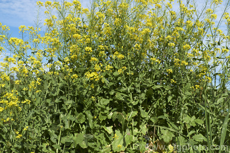 Fodder Turnip (<i>Brassica rapa</i>), a turnip usually grown as a winter feed for livestock, which eat both the foliage and the swollen beet-like roots. Order: Brassicales, Family: Brassicaceae