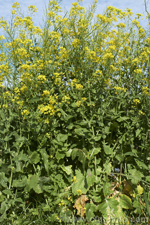 Fodder Turnip (<i>Brassica rapa</i>), a turnip usually grown as a winter feed for livestock, which eat both the foliage and the swollen beet-like roots. Order: Brassicales, Family: Brassicaceae