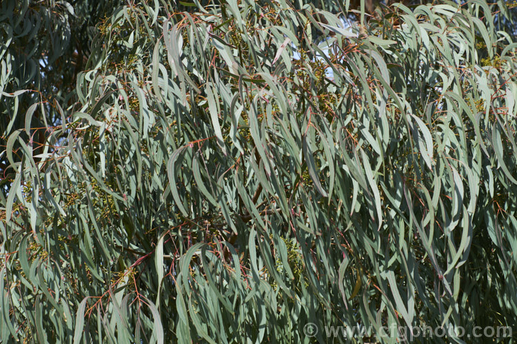 The adult foliage of the Narrow-leafed. Peppermint or Nichol's Willow-leafed. Peppermint. Gum (<i>Eucalyptus nicholii</i>), a 15m tree native to New South Wales, Australia. It has fibrous, non-peeling bark and small white flowers. Order: Myrtales, Family: Myrtaceae