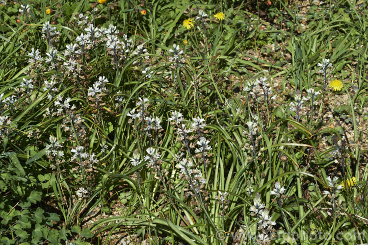 Bellevalia romana nearing the end of flowering. This grape-hyacinth-like spring-flowering bulb is found naturally in southern France. The cream flowers are tinted green and violet to deep blue and the stems are up to 30cm tall Order: Asparagales, Family: Asparagaceae