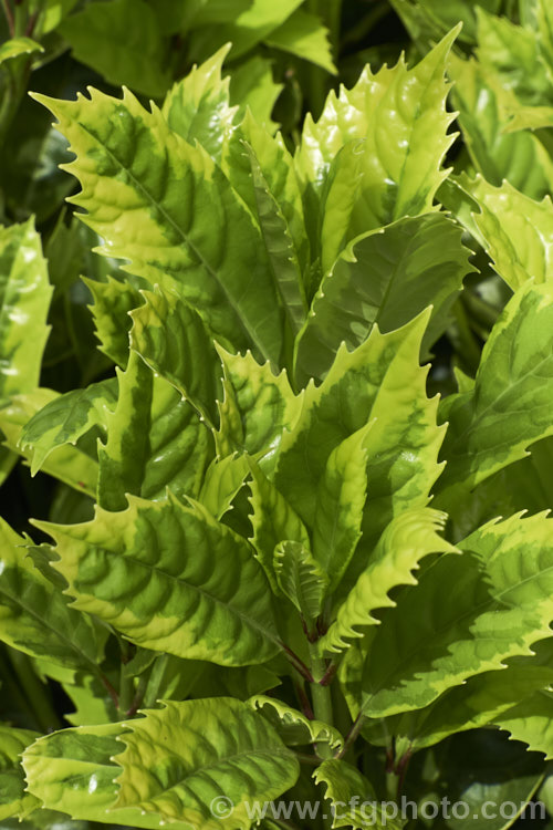 The soft spring foliage of Aucuba japonica 'Sulphurea. Marginata', a Japanese Laurel cultivar with boldly variegated foliage. The leaves have broad yellow edges but this colour only develops fully in sunlight; shaded leaves showing a subtler variegation pattern in two shades of green 'Sulphurea. Marginata' is a female plant with red fruit. aucuba-2280htm'>Aucuba. <a href='garryaceae-plant-family-photoshtml'>Garryaceae</a>.