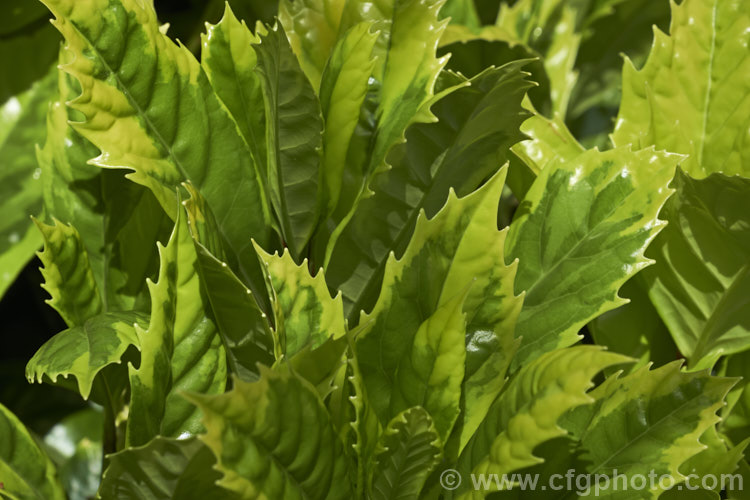 The soft spring foliage of Aucuba japonica 'Sulphurea. Marginata', a Japanese Laurel cultivar with boldly variegated foliage. The leaves have broad yellow edges but this colour only develops fully in sunlight; shaded leaves showing a subtler variegation pattern in two shades of green 'Sulphurea. Marginata' is a female plant with red fruit. aucuba-2280htm'>Aucuba. <a href='garryaceae-plant-family-photoshtml'>Garryaceae</a>.