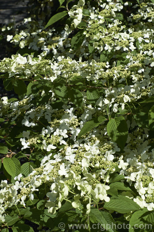 Viburnum plicatum 'Mariesii', a form of a common. Chinese and Japanese spring-flowering deciduous shrub in which the branches are strongly horizontal, creating a tiered effect. viburnum-2081htm'>Viburnum.. viburnum-2081htm'>Viburnum. <a href='adoxaceae-plant-family-photoshtml'>Adoxaceae</a>.