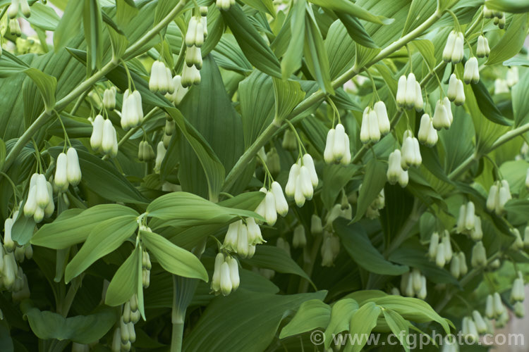 Solomon's Seal (<i>Polygonatum multiflorum</i>), a spring-flowering Eurasian perennial that develops quickly once its stems appear in spring, to be around 1m tall when in flower. Order: Asparagales, Family: Asparagaceae