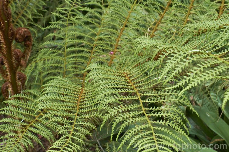 Highland Lace Fern (<i>Cyathea tomentosissima</i>), a small tree fern from the highland of New Guinea. It surprisingly hardy and is also sun and wind tolerant. Its fronds are rather bracken-like and with age it will develop a trunk up to 15m tall. Both the undersides of the fronds and the young stems are covered in brown hairs. Order: Cyatheales, Family: Cyatheaceae