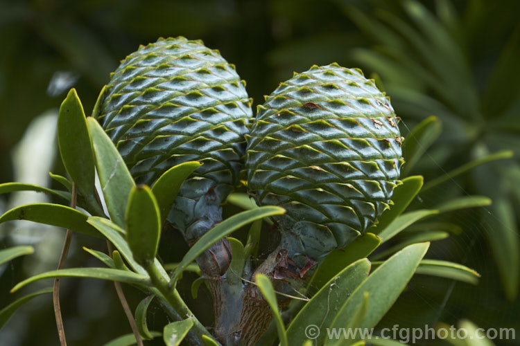 Near-mature cones of the Kauri (<i>Agathis australis</i>), the largest New Zealand native tree, the kauri has an extremely strong, durable wood that is excellent for high grade furniture and construction. Its thick, leathery leaves and globular cones make it an attractive garden plant when young. Order: Araucariales, Family: Araucariaceae