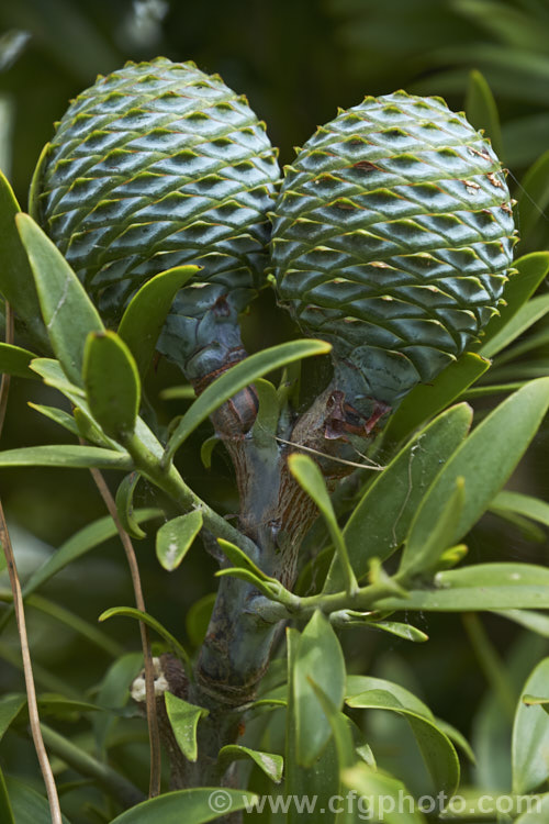 Near-mature cones of the Kauri (<i>Agathis australis</i>), the largest New Zealand native tree, the kauri has an extremely strong, durable wood that is excellent for high grade furniture and construction. Its thick, leathery leaves and globular cones make it an attractive garden plant when young. Order: Araucariales, Family: Araucariaceae