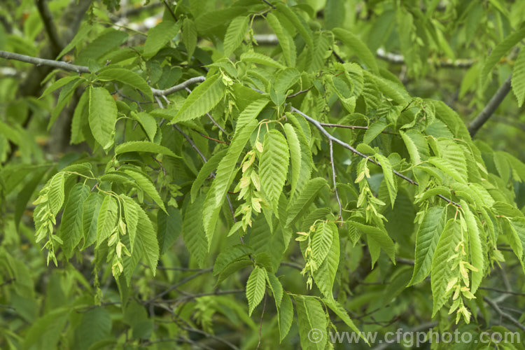 American. Hornbeam (<i>Carpinus caroliniana</i>), a 10-15m tall deciduous tree found in North America east of the Rockies from southern Canada to Texas and Florida and at high altitudes in the mountains of Central America. It has a hard, heavy, dense wood that is mainly used where impact resistance is required, such as for tool handles. Order: Fagales, Family: Betulaceae