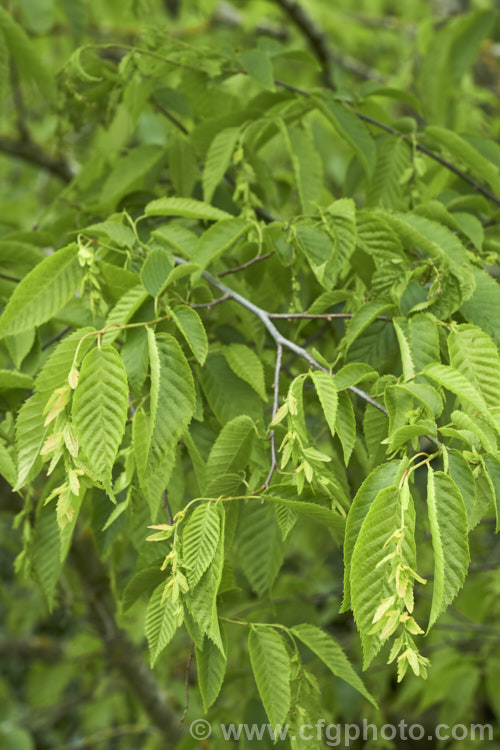 American. Hornbeam (<i>Carpinus caroliniana</i>), a 10-15m tall deciduous tree found in North America east of the Rockies from southern Canada to Texas and Florida and at high altitudes in the mountains of Central America. It has a hard, heavy, dense wood that is mainly used where impact resistance is required, such as for tool handles. Order: Fagales, Family: Betulaceae