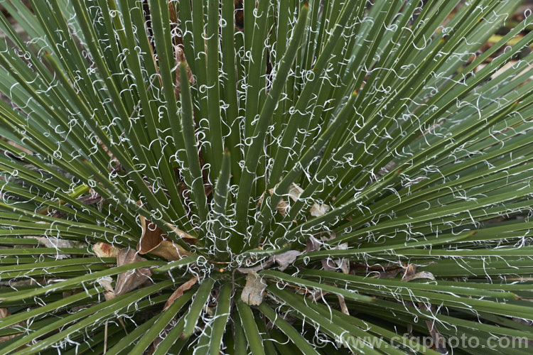 Twin-flowered Agave (<i>Agave geminiflora</i>), an evergreen, drought-tolerant plant native to Mexico. Its leaves are fine, unarmed and when young carry fine filaments along the edge. They form dense rosettes from which eventually emerge unbranched flower stems up to 3m tall. The greenish yellow flowers open from purple-red buds and are paired, hence the name. Twin-flowered Agave. Order: Asparagales, Family: Asparagaceae