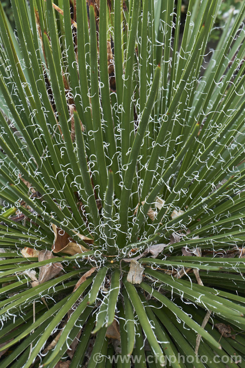 Twin-flowered Agave (<i>Agave geminiflora</i>), an evergreen, drought-tolerant plant native to Mexico. Its leaves are fine, unarmed and when young carry fine filaments along the edge. They form dense rosettes from which eventually emerge unbranched flower stems up to 3m tall. The greenish yellow flowers open from purple-red buds and are paired, hence the name. Twin-flowered Agave. Order: Asparagales, Family: Asparagaceae