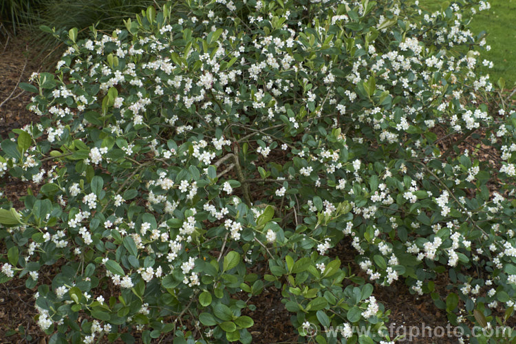 Black Chokeberry (<i>Aronia melanocarpa</i>), a spring-flowering deciduous shrub native to the eastern half of North America from Newfoundland to Georgia. Its hawthorn-like spring flowers are followed by dark purplish-red fruits. Although very tart, with sufficient sweetening, the fruit can be used for jams and jellies. aronia-3542htm'>Aronia.