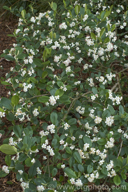 Black Chokeberry (<i>Aronia melanocarpa</i>), a spring-flowering deciduous shrub native to the eastern half of North America from Newfoundland to Georgia. Its hawthorn-like spring flowers are followed by dark purplish-red fruits. Although very tart, with sufficient sweetening, the fruit can be used for jams and jellies. aronia-3542htm'>Aronia.