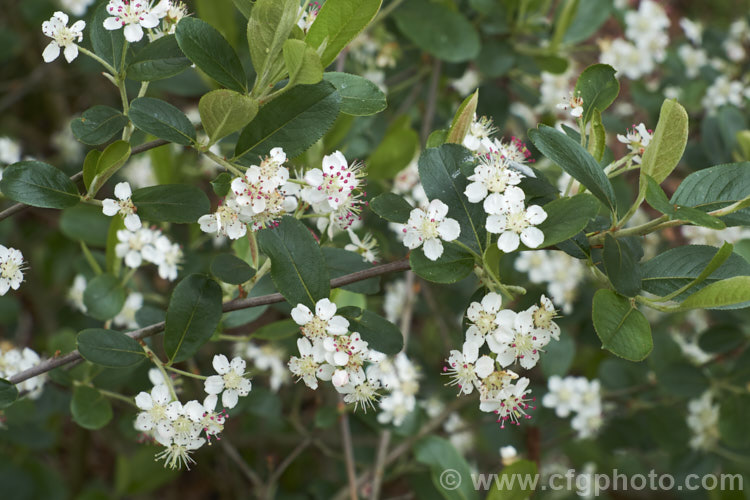 Black Chokeberry (<i>Aronia melanocarpa</i>), a spring-flowering deciduous shrub native to the eastern half of North America from Newfoundland to Georgia. Its hawthorn-like spring flowers are followed by dark purplish-red fruits. Although very tart, with sufficient sweetening, the fruit can be used for jams and jellies. aronia-3542htm'>Aronia.