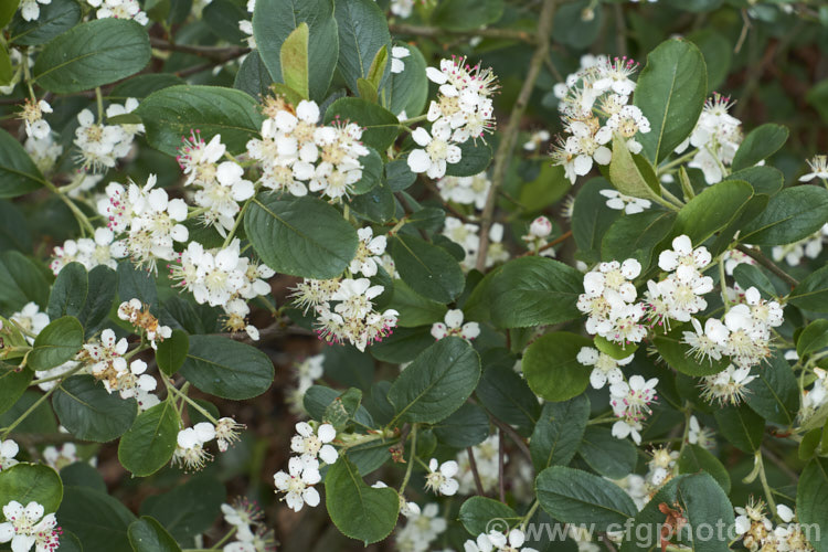 Black Chokeberry (<i>Aronia melanocarpa</i>), a spring-flowering deciduous shrub native to the eastern half of North America from Newfoundland to Georgia. Its hawthorn-like spring flowers are followed by dark purplish-red fruits. Although very tart, with sufficient sweetening, the fruit can be used for jams and jellies. aronia-3542htm'>Aronia.