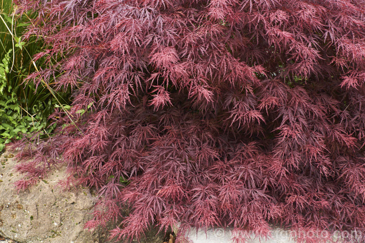 <i>Acer palmatum</i> 'Crimson Queen', one of the Dissectum group cultivars with very finely divided leaves. Its spring foliage is quite a bright reddish purple that darkens as the foliage matures and then develops bright red and orange autumn foliage colours. Order: Sapindales, Family: Sapindaceae