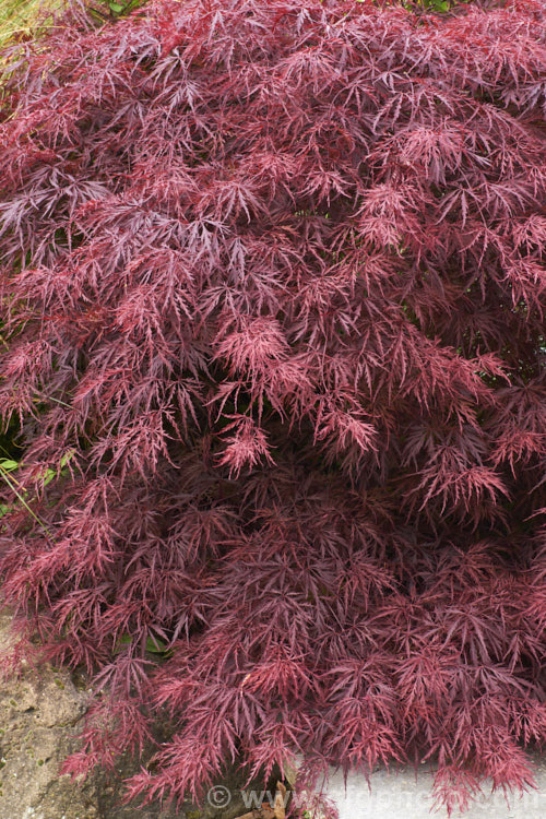 <i>Acer palmatum,/i> 'Crimson Queen', one of the Dissectum group cultivars with very finely divided leaves. Its spring foliage is quite a bright reddish purple that darkens as the foliage matures and then develops bright red and orange autumn foliage colours. Order: Sapindales, Family: Sapindaceae