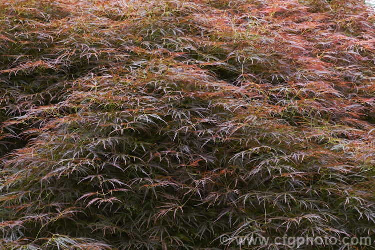 Filigree-leafed. Purple Japanese Maple (<i>Acer palmatum</i> 'Dissectum Atropurpureum'), an attractive shrubby cultivar that is prone to wind-burn. Order: Sapindales, Family: Sapindaceae