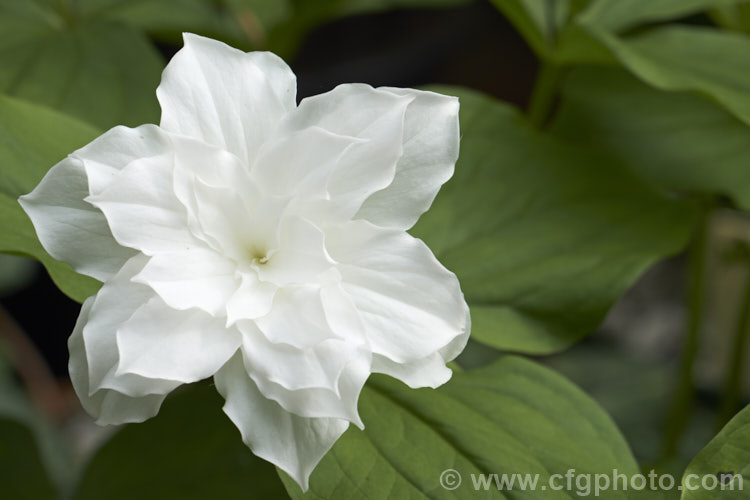 Trillium grandiflorum 'Flore Pleno', a double-flowered cultivar of the great white trillium or wood lily, a spring-flowering bulbous-rooted perennial native to eastern North America. The very showy flowers often develop a pink tint as they age. trillium-2304htm'>Trillium. <a href='melanthiaceae-plant-family-photoshtml'>Melanthiaceae</a>.