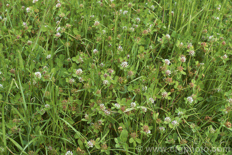 White Clover (<i>Trifolium repens</i>), a European species widely grown in pastures as fodder, for its nitrogen fixing properties and for honey production. trifolium-3369htm'>Trifolium.