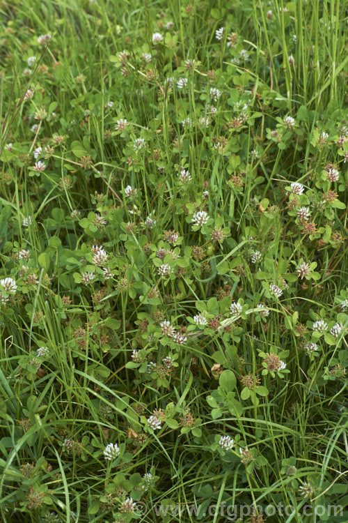 White Clover (<i>Trifolium repens</i>), a European species widely grown in pastures as fodder, for its nitrogen fixing properties and for honey production. trifolium-3369htm'>Trifolium.