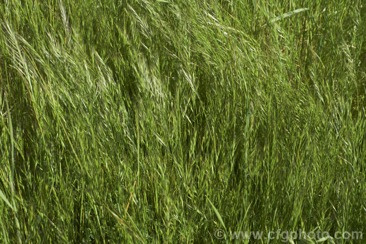 Soft. Brome (<i>Bromus hordeaceus</i>), a European annual or biennial grass that is now widespread in the temperate zones. It is typically 40-80cm tall and flowers from mid-spring. bromus-2608htm'>Bromus. .