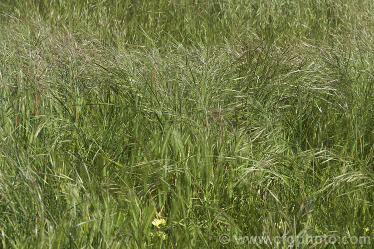 Ripgut. Brome or Great Brome (<i>Bromus diandrus</i>), an annual grass originally native to the Mediterranean area but now widely naturalised. It usually occurs as a weed on waste ground. The seeds have a barb that enables them to cling to clothing or to lodge in the paws or eyes of domestic pets. bromus-2608htm'>Bromus. .