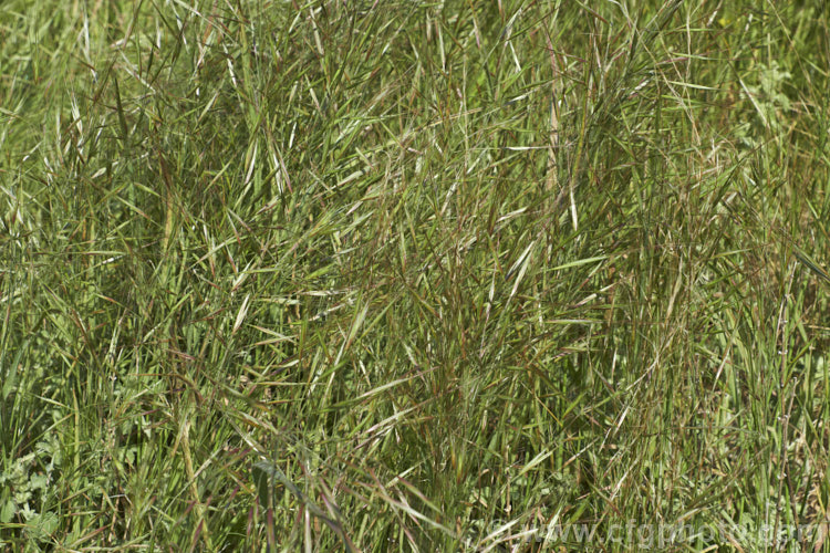 Ripgut. Brome or Great Brome (<i>Bromus diandrus</i>), an annual grass originally native to the Mediterranean area but now widely naturalised. It usually occurs as a weed on waste ground. The seeds have a barb that enables them to cling to clothing or to lodge in the paws or eyes of domestic pets. bromus-2608htm'>Bromus. .