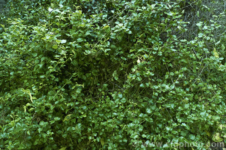 Large-leaf. Muehlenbeckia or Pohuehue (<i>Muehlenbeckia australis</i>), a vigorous climbing vine native to New Zealand It occurs in a wide range of habitats and can attain a very considerable size and height on a suitable host. It has distinct juvenile and adult foliage phases. Its flowers and fruits are small and are often barely visible high on the vine. muehlenbeckia-3160htm'>Muehlenbeckia.