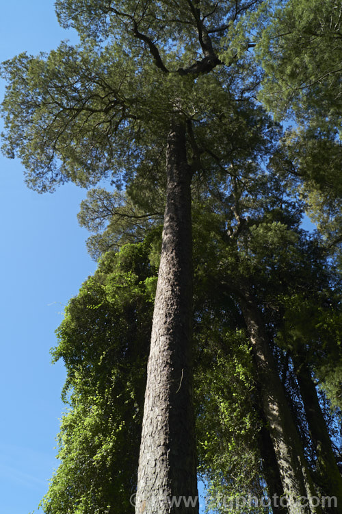 Kahikatea or White Pine (<i>Dacrycarpus dacrydioides [syn. Podocarpus dacrydioides]), an evergreen New Zealand conifer up to 65m tall It prefers damp soil and develops extensive buttress and surface roots. dacrycarpus-2675htm'>Dacrycarpus. <a href='podocarpaceae-plant-family-photoshtml'>Podocarpaceae</a>.