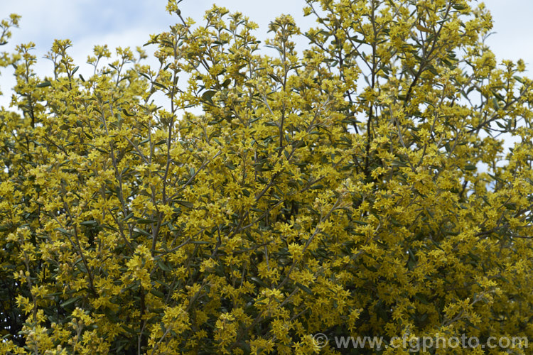 Corokia x virgata, a common natural hybrid between two New Zealand shrubs, Corokia cotoneaster and Corokia buddleioides. There are many named cultivar in a wide range of growth habits, foliage forms and fruit colours. Order: Asterales, Family: Argophyllaceae