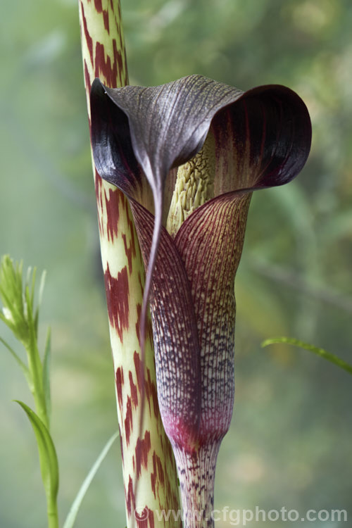 Arisaema exappendiculatum, a late spring- to early summer-flowering, tuberous-rooted, arum family perennial from Japan. It has large, lush leave and the short-lived flowerheads lack a conspicuous spadix. The spathe ranges in colour from pale green to deep reddish purple, with the degree of mottling increasing with the darkness of the spathe. Order: Alismatales, Family: Araceae