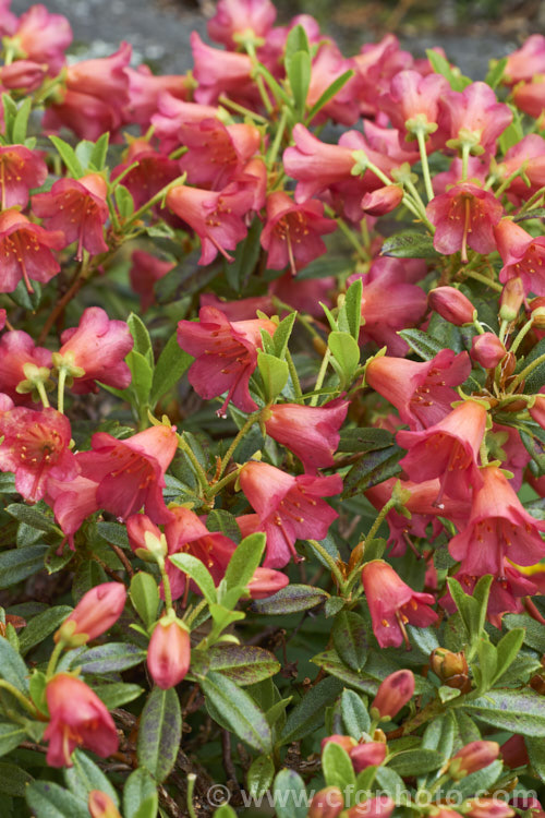 Rhododendron Campylogynum Var Myrtilloides Photo At Pictures Of Plants