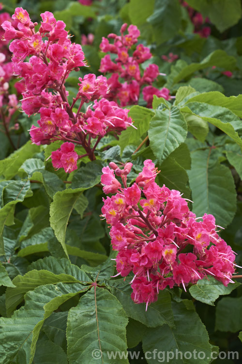 Aesculus x carnea 'Briotii' (<i>Aesculus hippocastanum x Aesculus pavia</i>), the darkest-flowered and most popular cultivar of this cross, it is a 15-25m tall deciduous tree widely cultivated as a specimen or street tree. Order: Sapindales, Family: Sapindaceae