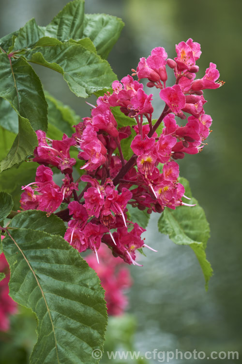 Aesculus x carnea 'Briotii' (<i>Aesculus hippocastanum x Aesculus pavia</i>), the darkest-flowered and most popular cultivar of this cross, it is a 15-25m tall deciduous tree widely cultivated as a specimen or street tree. Order Sapindales, Family: Sapindaceae