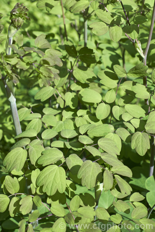 The young foliage of Thalictrum delavayi (syn. Thalictrum dipterocarpum</i>), a late spring- to summer-flowering herbaceous perennial from western China and eastern Tibet. Its flowering stems can grow to around 18m tall thalictrum-2040htm'>Thalictrum.