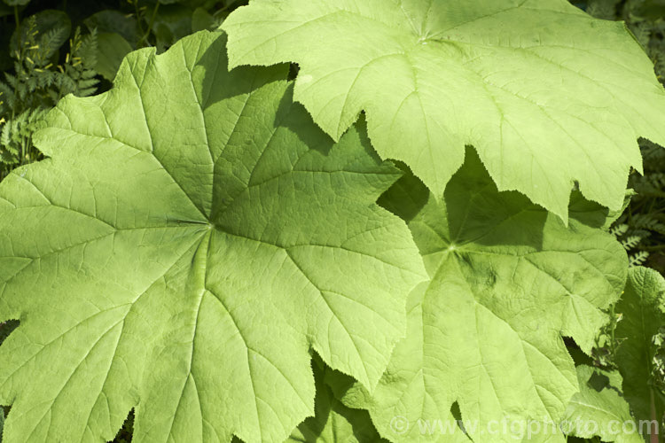 Astilboides tabularis, a woodland or streamside herbaceous perennial native to China. The leaves, reminiscent of those of a small. Gunnera, can be up to 90cm across. Heads of minute white flowers appear in summer and are held just above the foliage. astilboides-2382htm'>Astilboides. <a href='saxifragaceae-plant-family-photoshtml'>Saxifragaceae</a>.