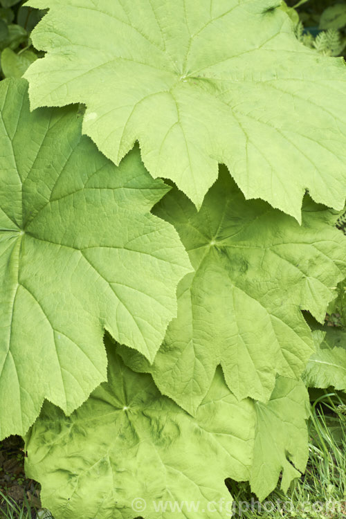 Astilboides tabularis, a woodland or streamside herbaceous perennial native to China. The leaves, reminiscent of those of a small. Gunnera, can be up to 90cm across. Heads of minute white flowers appear in summer and are held just above the foliage. astilboides-2382htm'>Astilboides. <a href='saxifragaceae-plant-family-photoshtml'>Saxifragaceae</a>.