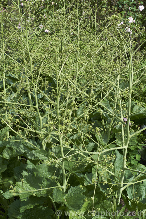 Crambe cordifolia photo at Pictures of Plants stock image library