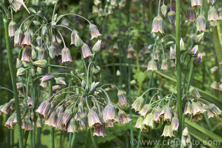 Sicilian. Honey. Garlic (<i>Allium siculum [syn. Nectaroscordum siculum]), a perennial bulbous-rooted plant found around much of the northern Mediterranean, including Corsica and Sicily. Although the flowerhead is small, the individual flowers are large for an allium and the fine, wiry stem can be up to 1m tall. The foliage is strongly aromatic. allium-2045htm'>Allium.