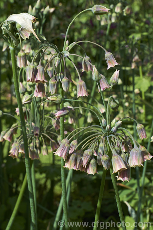 Sicilian. Honey. Garlic (<i>Allium siculum [syn. Nectaroscordum siculum]), a perennial bulbous-rooted plant found around much of the northern Mediterranean, including Corsica and Sicily. Although the flowerhead is small, the individual flowers are large for an allium and the fine, wiry stem can be up to 1m tall. The foliage is strongly aromatic. allium-2045htm'>Allium.