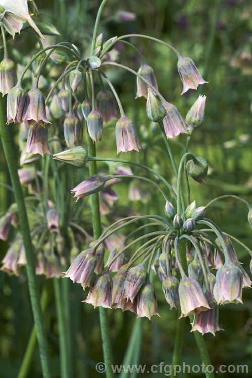 Sicilian. Honey. Garlic (<i>Allium siculum [syn. Nectaroscordum siculum]), a perennial bulbous-rooted plant found around much of the northern Mediterranean, including Corsica and Sicily. Although the flowerhead is small, the individual flowers are large for an allium and the fine, wiry stem can be up to 1m tall. The foliage is strongly aromatic. allium-2045htm'>Allium.