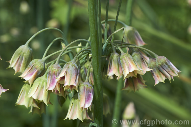 Sicilian. Honey. Garlic (<i>Allium siculum [syn. Nectaroscordum siculum]), a perennial bulbous-rooted plant found around much of the northern Mediterranean, including Corsica and Sicily. Although the flowerhead is small, the individual flowers are large for an allium and the fine, wiry stem can be up to 1m tall. The foliage is strongly aromatic. allium-2045htm'>Allium.