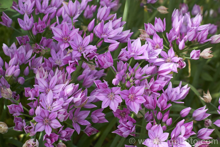 Rosy. Garlic (<i>Allium roseum</i>), an ornamental onion native to southern Europe, North Africa and Turkey. It flowers, which are borne in heads of up to 30 are relatively large for an Allium, around 15mm wide. It bloom in late spring to early summer. This is variety roseum, which does not develop bulbils in the inflorescences. allium-2045htm'>Allium.