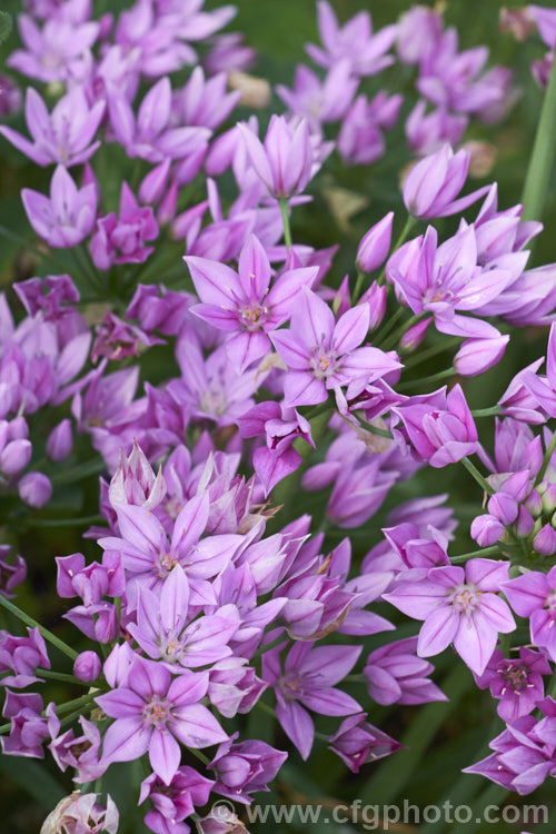 Rosy. Garlic (<i>Allium roseum</i>), an ornamental onion native to southern Europe, North Africa and Turkey. It flowers, which are borne in heads of up to 30 are relatively large for an Allium, around 15mm wide. It bloom in late spring to early summer. This is variety roseum, which does not develop bulbils in the inflorescences. allium-2045htm'>Allium.